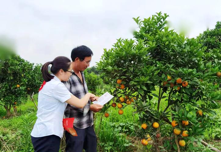 小微客户经理杨静在重庆泰业农业开发水果种植基地实地调研
