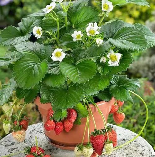 千玺花园日本巧克力草莓盆栽阳台家庭种植水果花卉